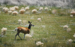 Mule deer.